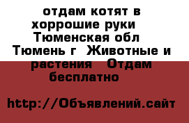 отдам котят в хоррошие руки  - Тюменская обл., Тюмень г. Животные и растения » Отдам бесплатно   
